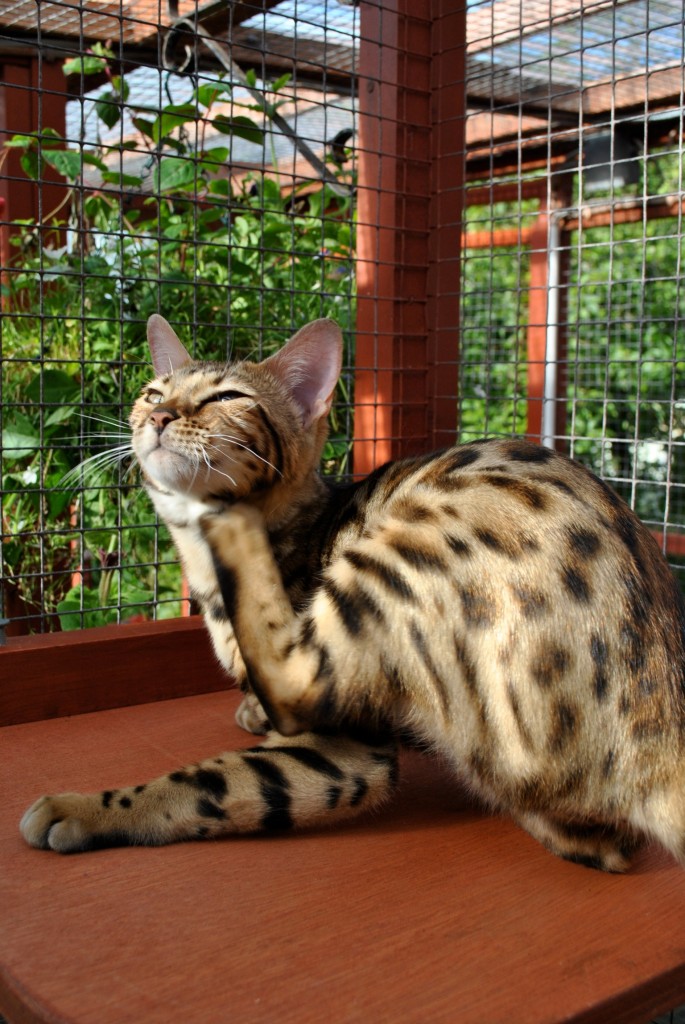 Bengal