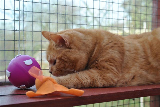 ginger cat Angus plays with a ball at Specialcats