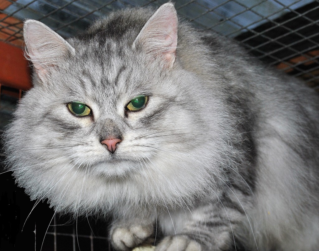 Pedigree cat rescue near hot sale me