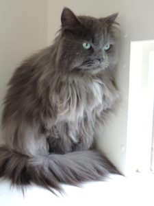 long haired grey cat
