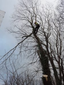 tree being pruned