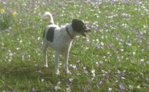 mongrel dog in crocuses