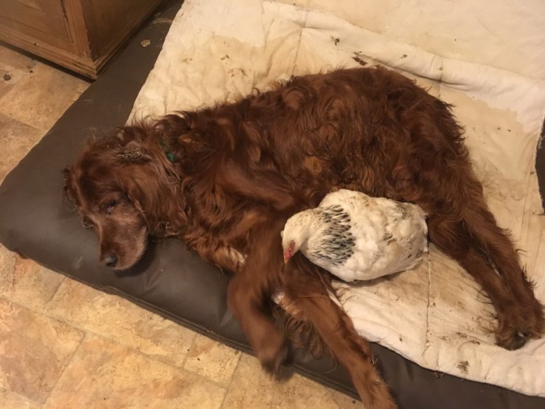 hen lying on dog at Specialcats of Ayr